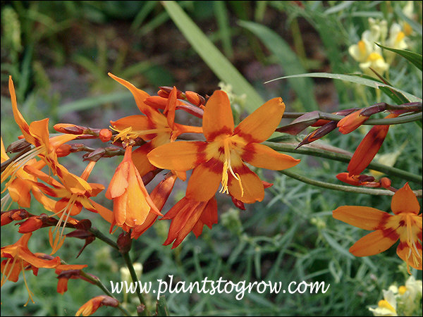 Beautiful orange color with the dark red orange markings.